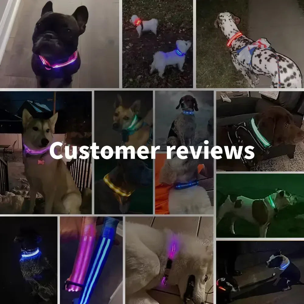 Safe & Visible Nighttime Pet Collar