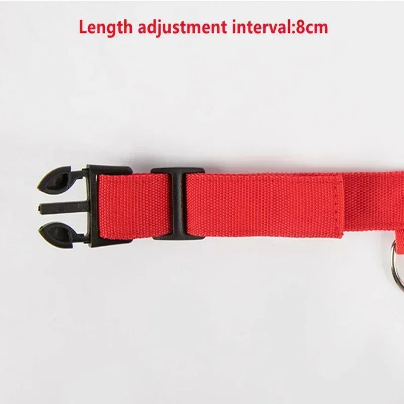 Safe & Visible Nighttime Pet Collar